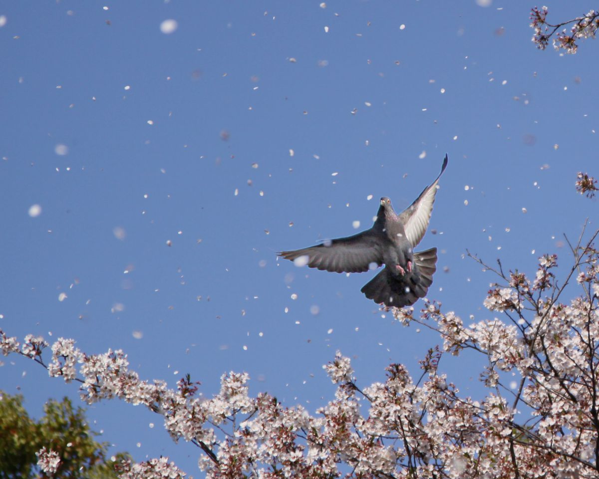 桜吹雪 植物 花 花びら Ganref