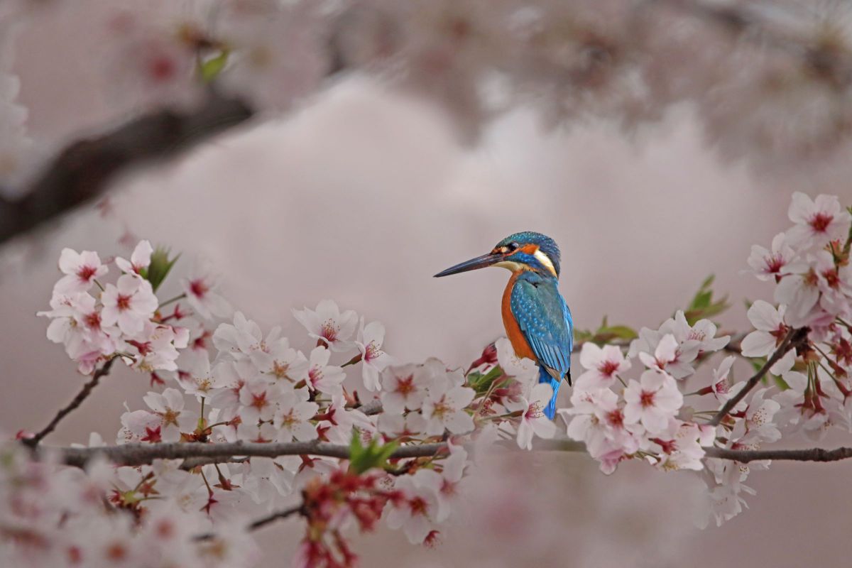 翡翠桜 | GANREF