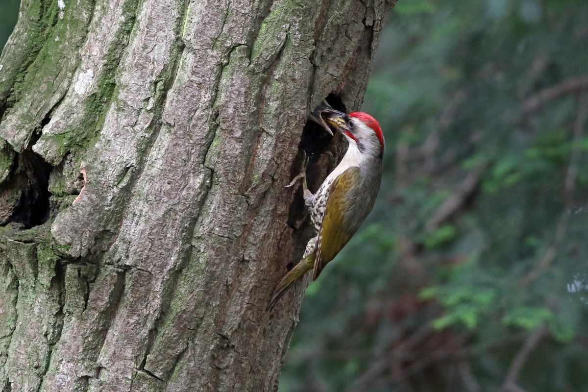 アオゲラ給餌 動物 鳥類 Ganref アオゲラ給餌 動物 鳥類 Ganref