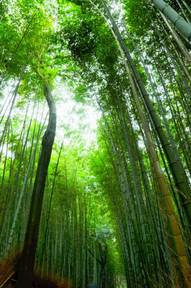 竹道 | GANREF
