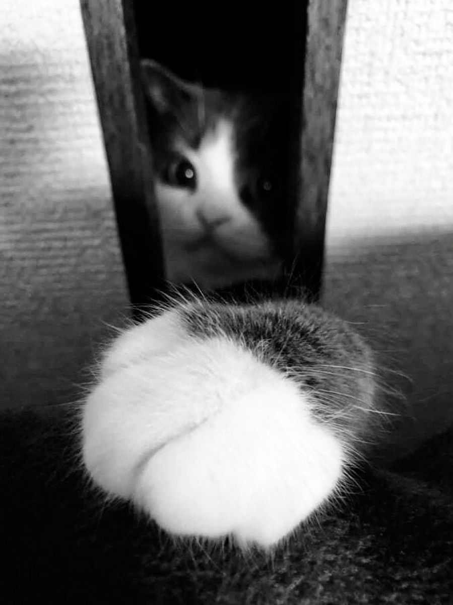 猫パンチ 動物 猫 Ganref