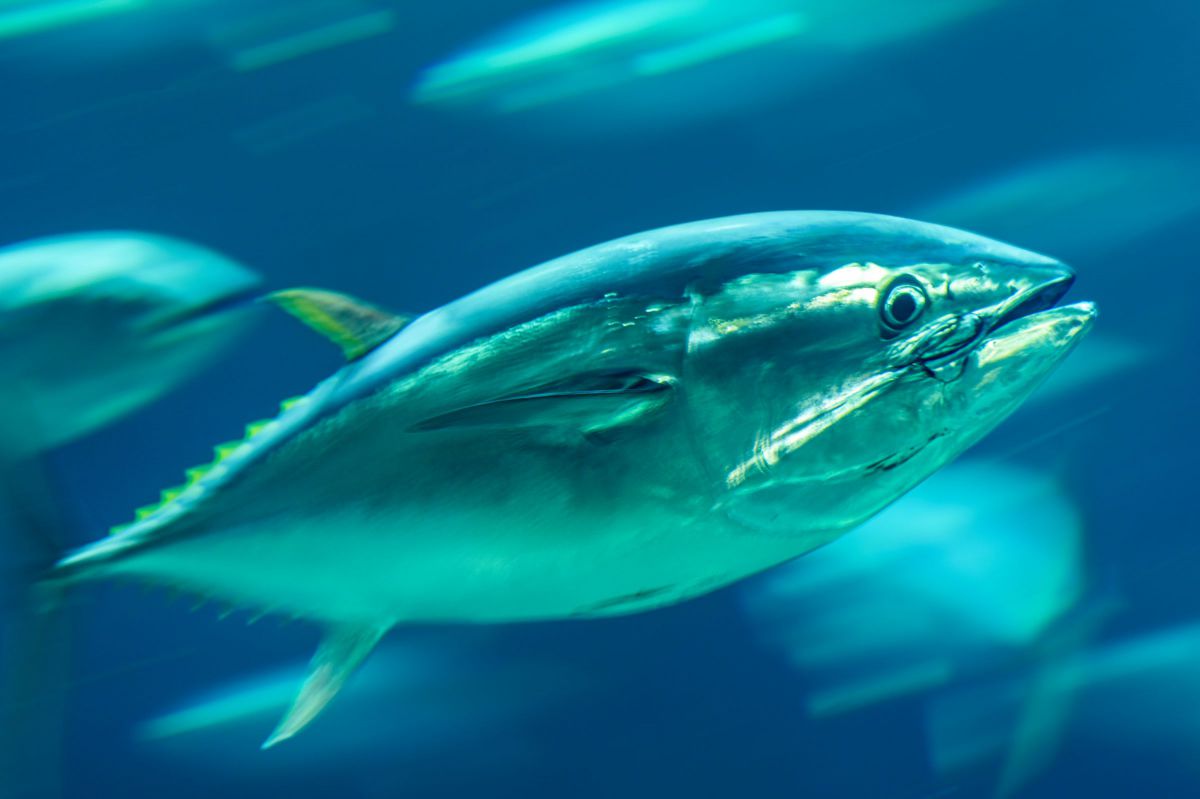 マグロの流し撮り | GANREF