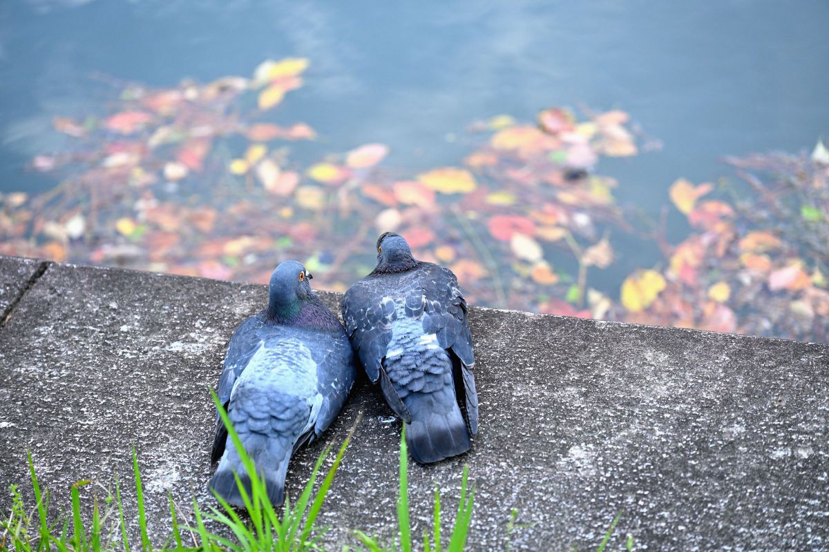 Z6IIIで撮影された写真 | 写真検索 | GANREF