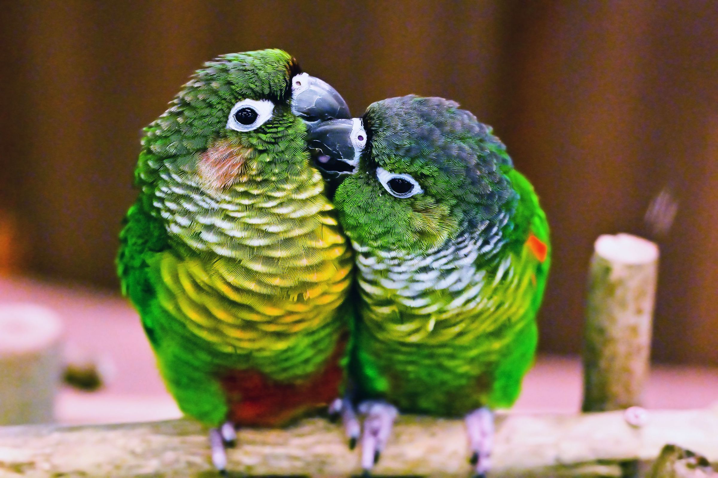 仲良しインコ 仲良しインコ | GANREF