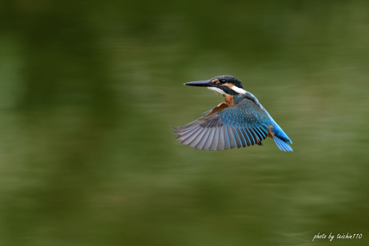 カワセミのホバリング4 動物 鳥類 Ganref