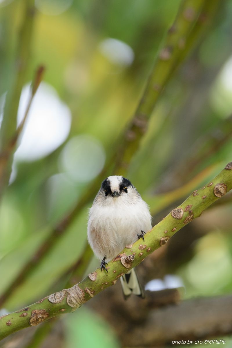エナガちゃん 3 動物 鳥類 Ganref
