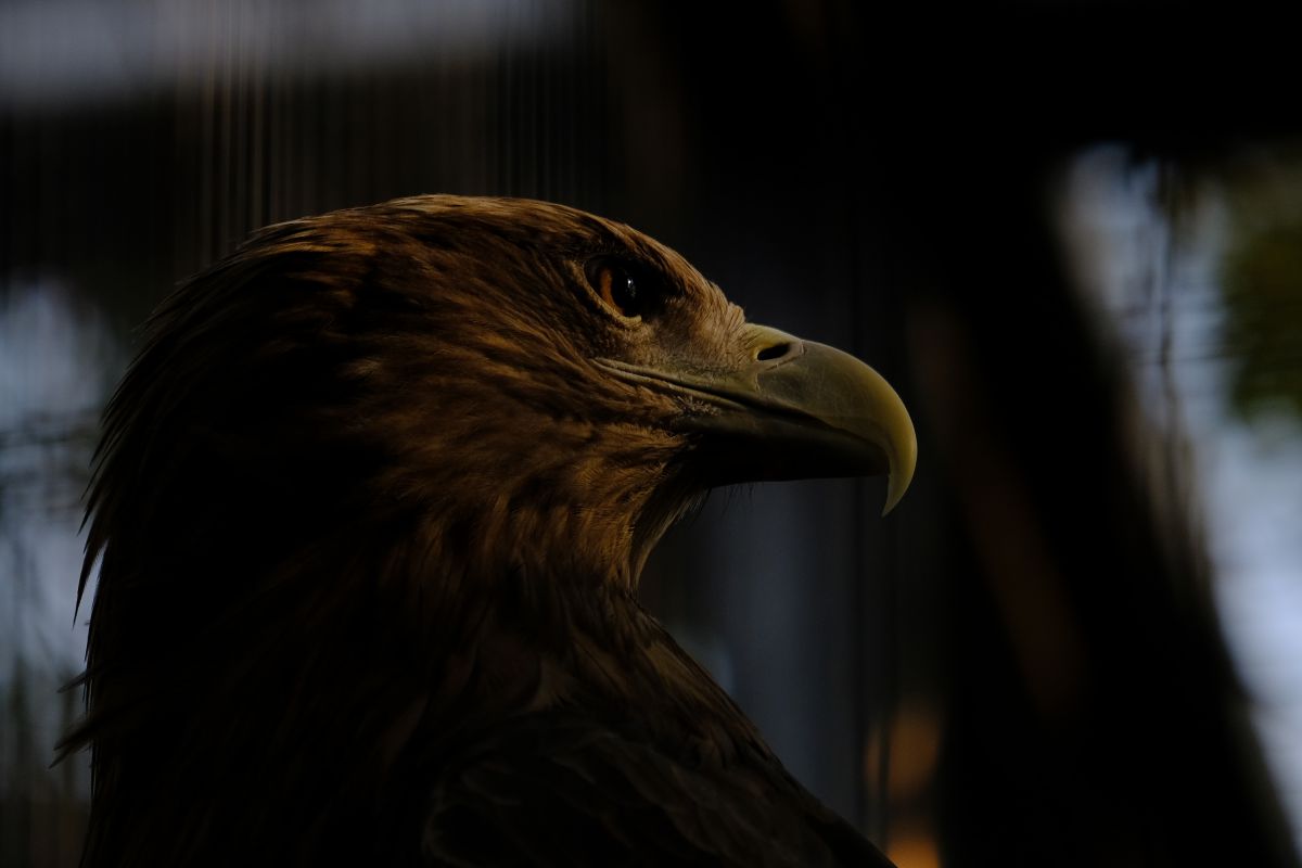 決意 動物 鳥類 Ganref 決意 動物 鳥類 Ganref
