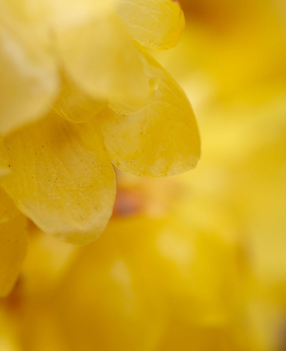 ハートのかくれんぼ 植物 花 花びら Ganref