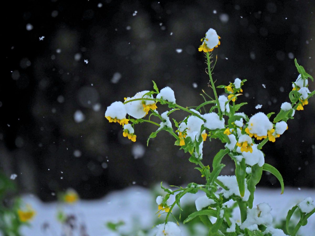 わたぼうし 植物 花 花びら Ganref