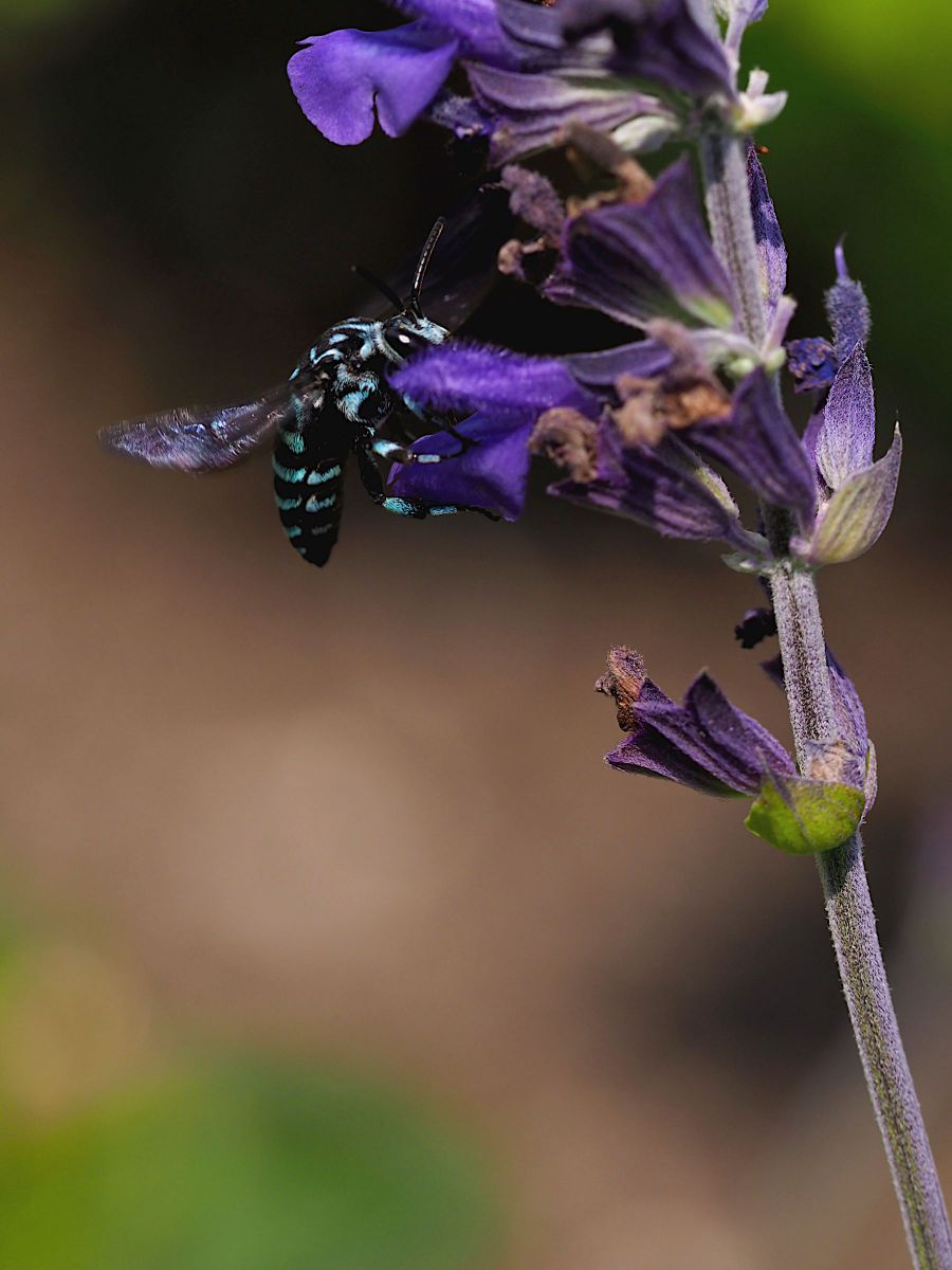 幸せを運ぶ 動物 虫 昆虫 Ganref