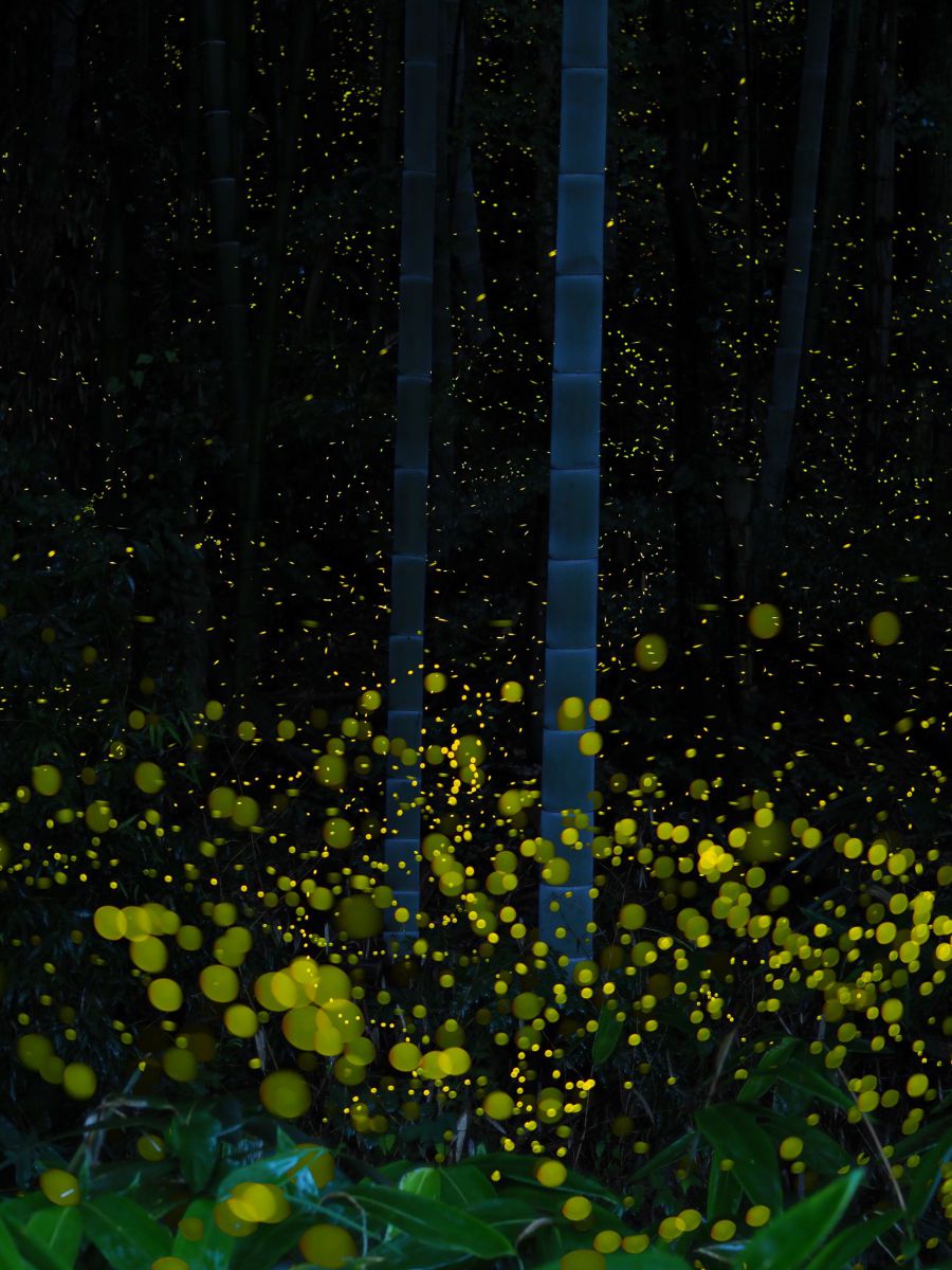 竹取物語.jpg GANREF