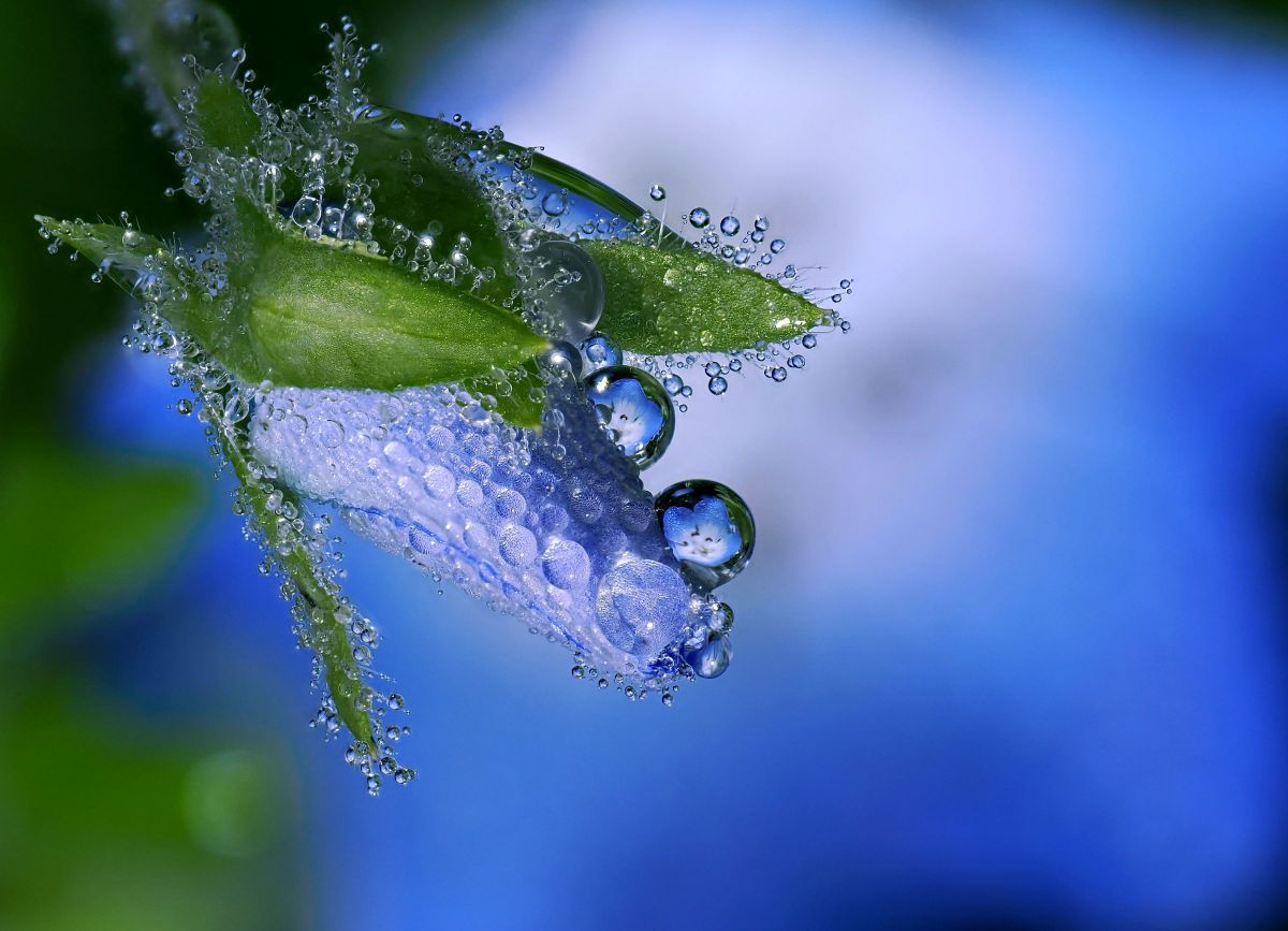 M.ZUIKO DIGITAL ED 90mm F3.5 MACRO IS PROで撮影された写真 | 写真