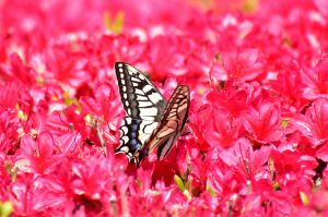 薔薇一輪 | GANREF