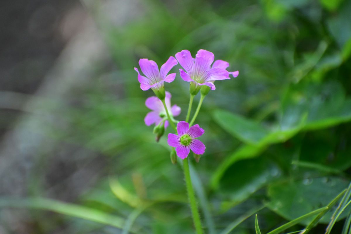 ムラサキカタバミ 植物 花 花びら Ganref