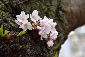 桜の花 610Yrqeq60L._UF350,350_QL50_.jpg