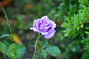 田村一「薔薇」 MDAwMDA2MDQwNg_MC44Njg1MjMwMCA