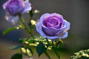 薔薇一輪 | GANREF
