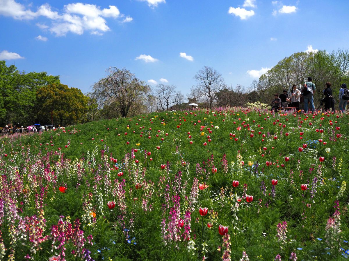 Spring Bloom | GANREF