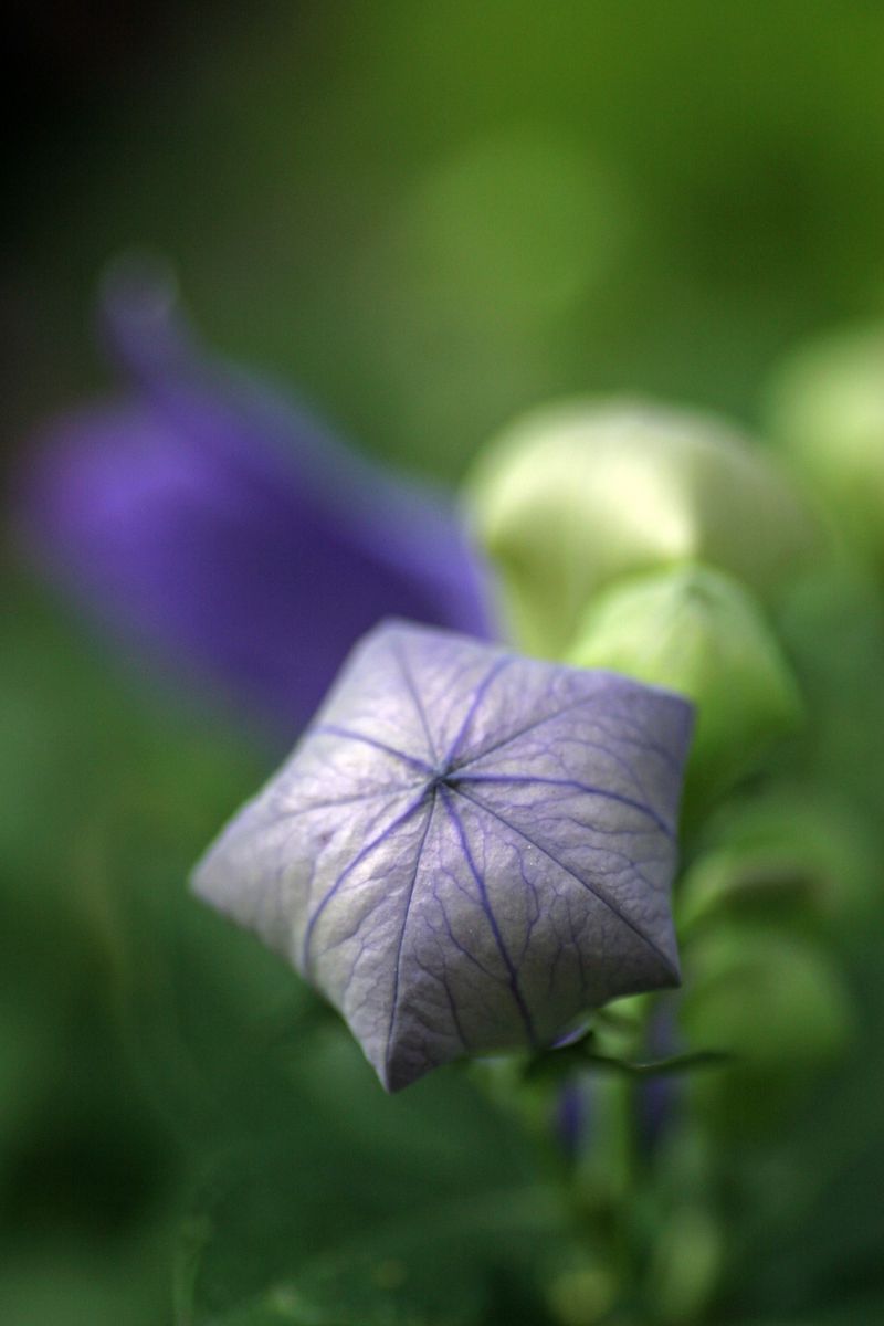 紙風船 桔梗の蕾 Ganref