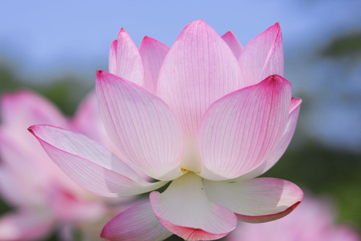 漁山紅蓮 植物 花 花びら Ganref