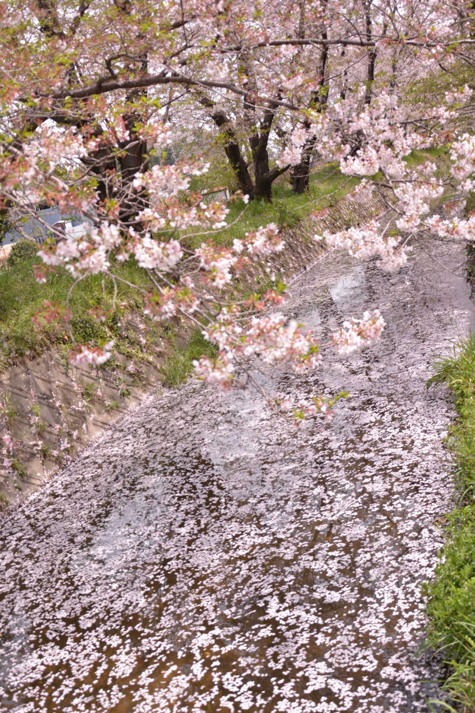 京都桜探訪 20 名もなき川に花筏 | GANREF