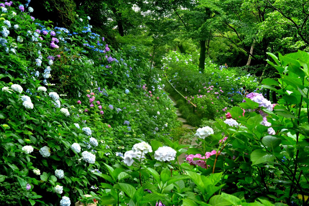 紫陽花の庭 街並み 建物 庭園 Ganref