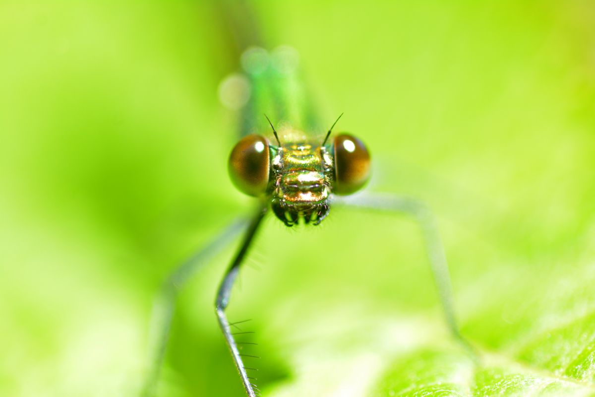 Ai AF Micro-Nikkor 60mm f/2.8Dで撮影された写真 | 写真検索 | GANREF