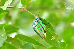 むしし　写真確認用 9/8、境内の虫たち 📸 OM SYSTEM OM-3 M.ZUIKO DIGITAL ED 90mm