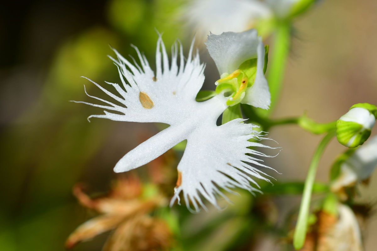 Ai AF Micro-Nikkor 60mm f/2.8Dで撮影された写真 | 写真検索