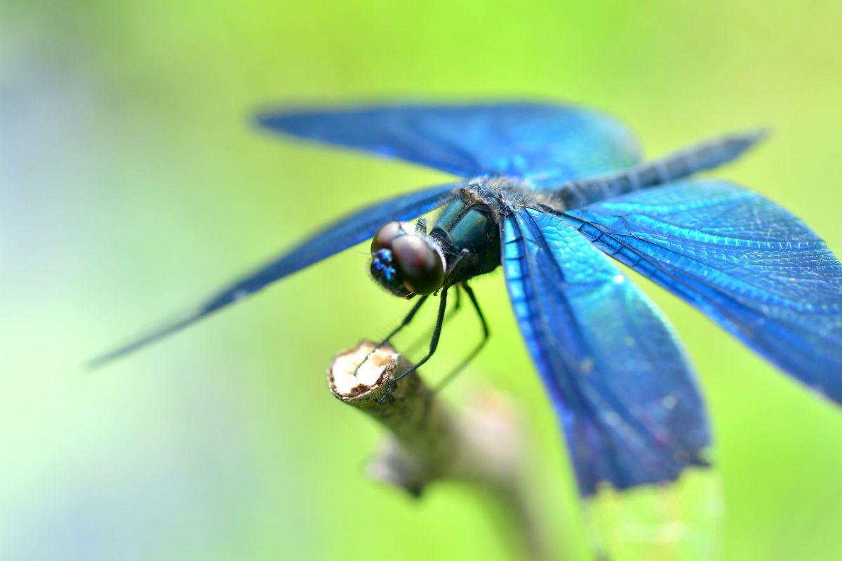 トンボの世界63 一番取った GANREF