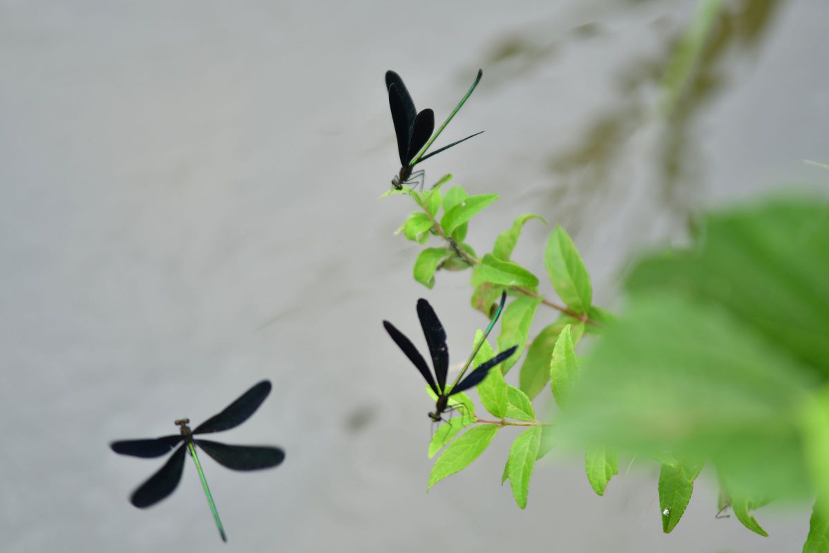 お翅ひらいて ハグロトンボ 動物 虫 昆虫 Ganref