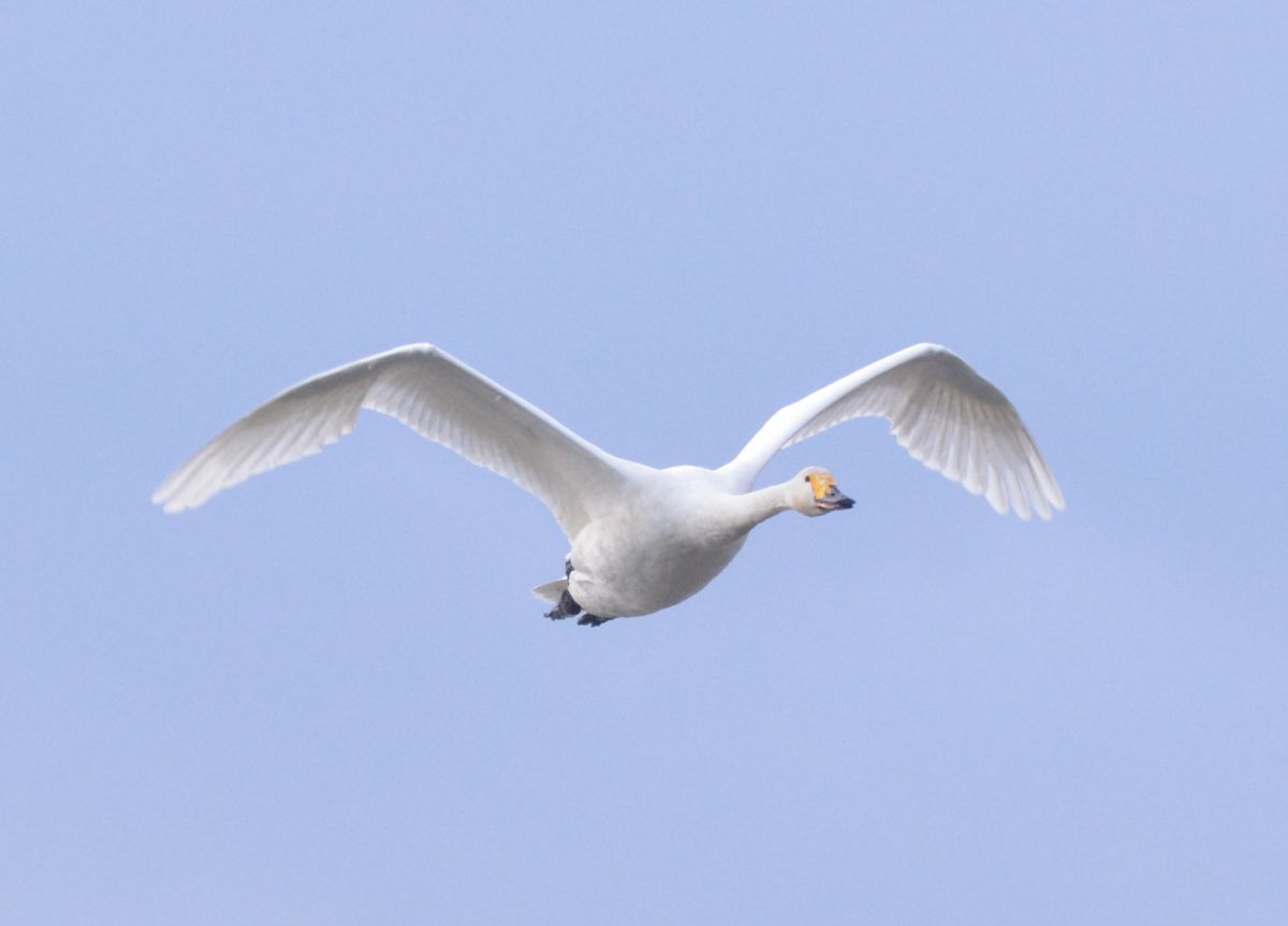 今飛ぶ 動物 鳥類 Ganref