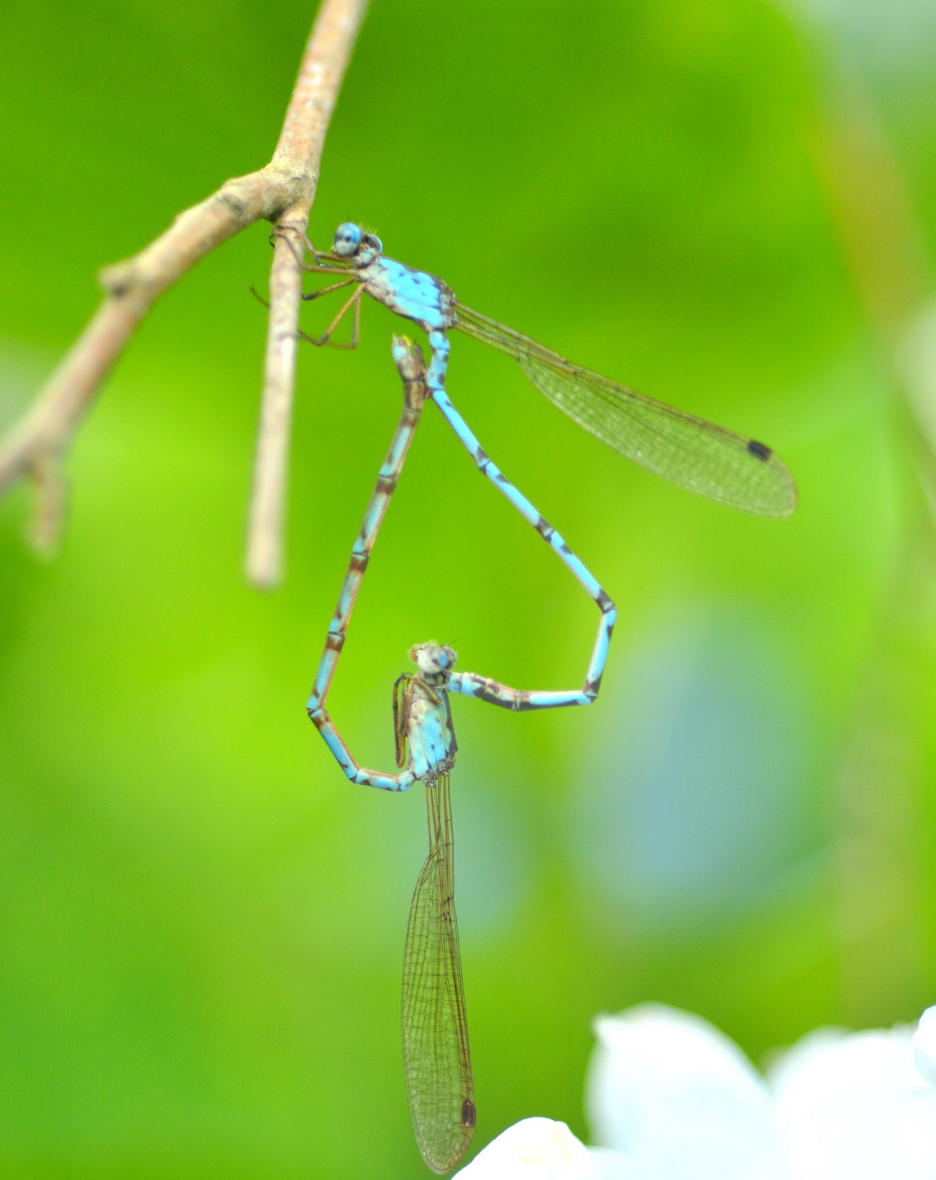 トンボの世界37 愛の形 | GANREF