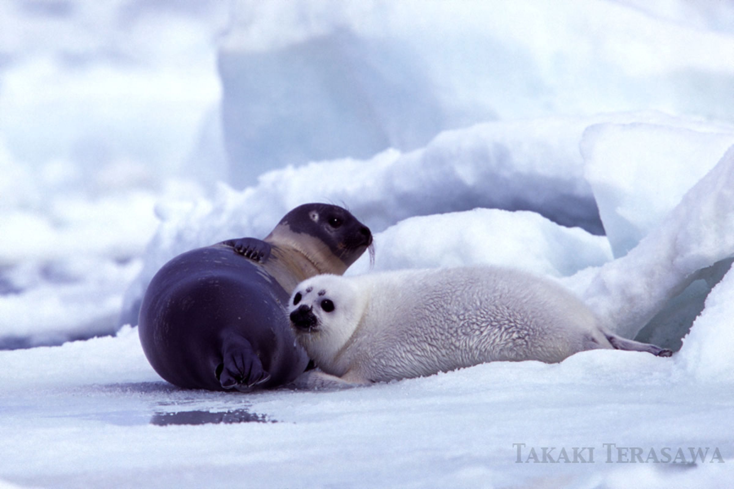 アザラシ 6460 アザラシの赤ちゃん：おもちゃ：百町森