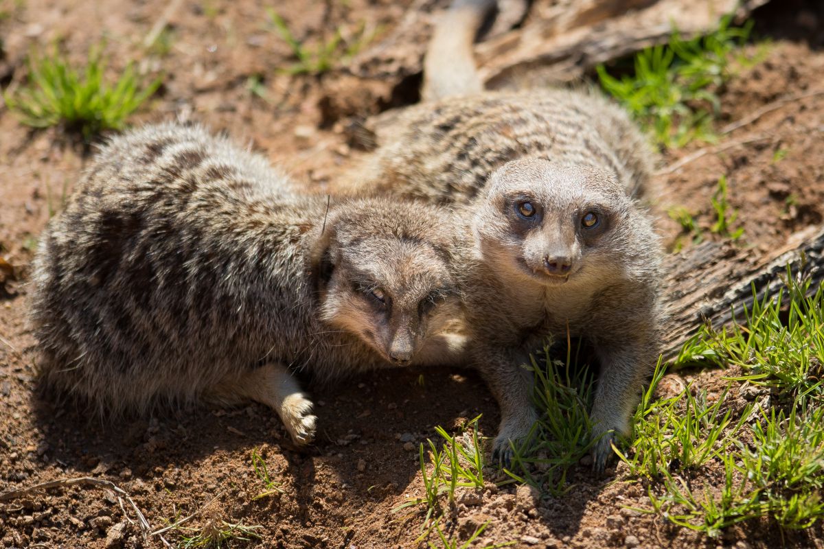ラブラブショット 動物 小動物 Ganref