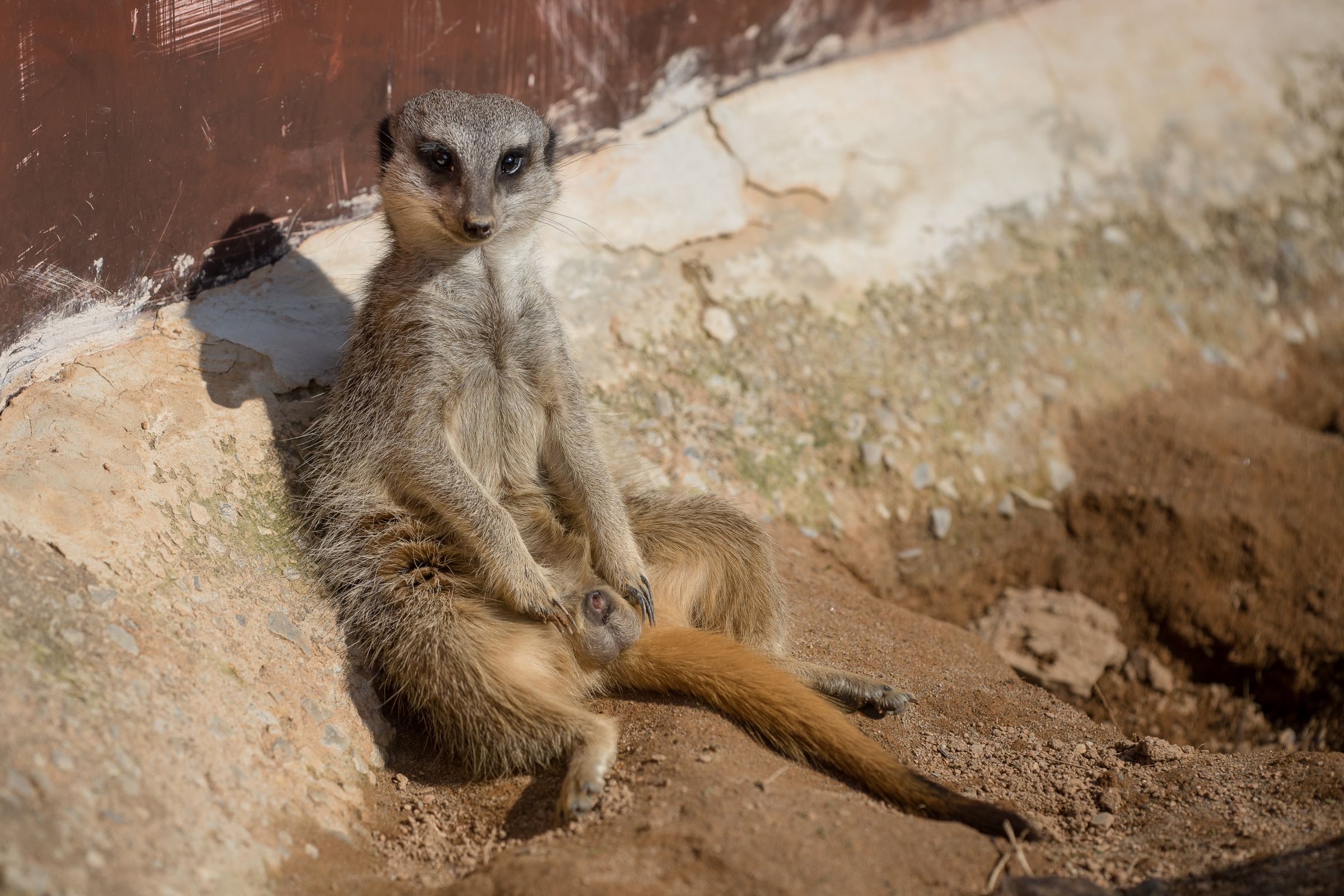 イケメンミーアキャット | GANREF