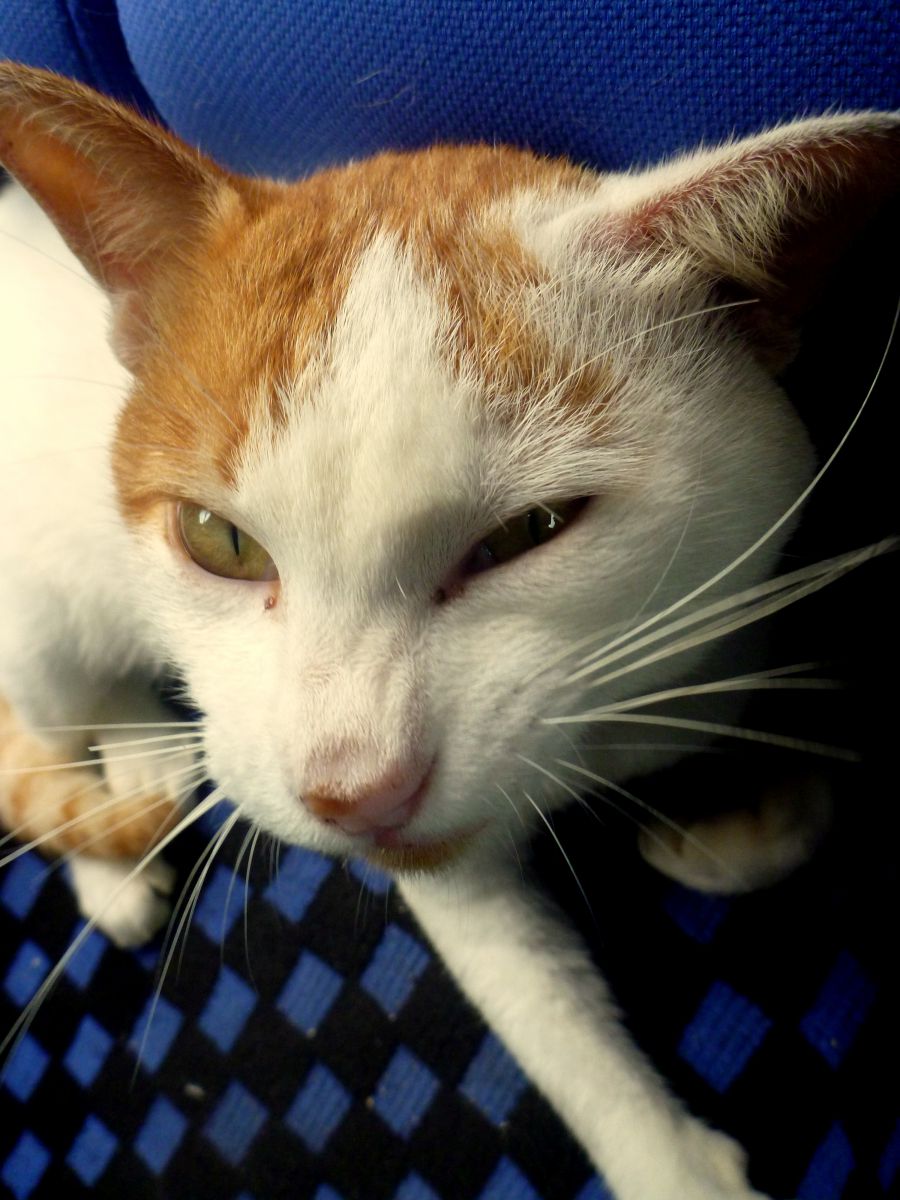 ちょいワル 動物 猫 Ganref