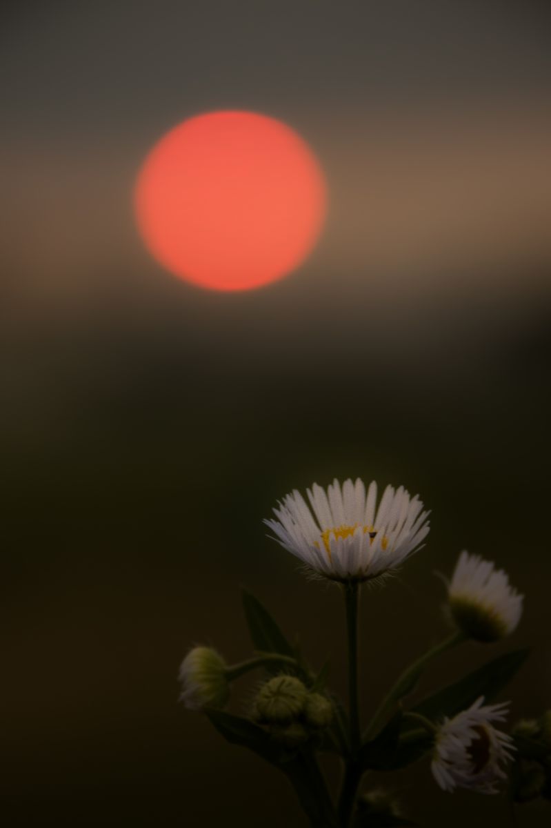 夕日に咲く花 植物 花 花びら Ganref
