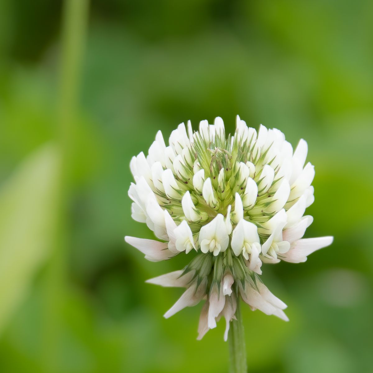 シロツメクサ 植物 花 花びら Ganref