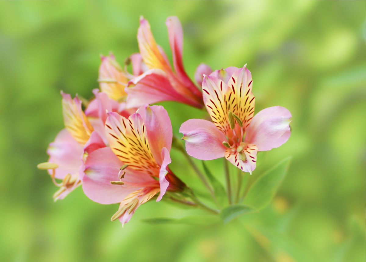 アルストロメリア 植物 花 花びら Ganref
