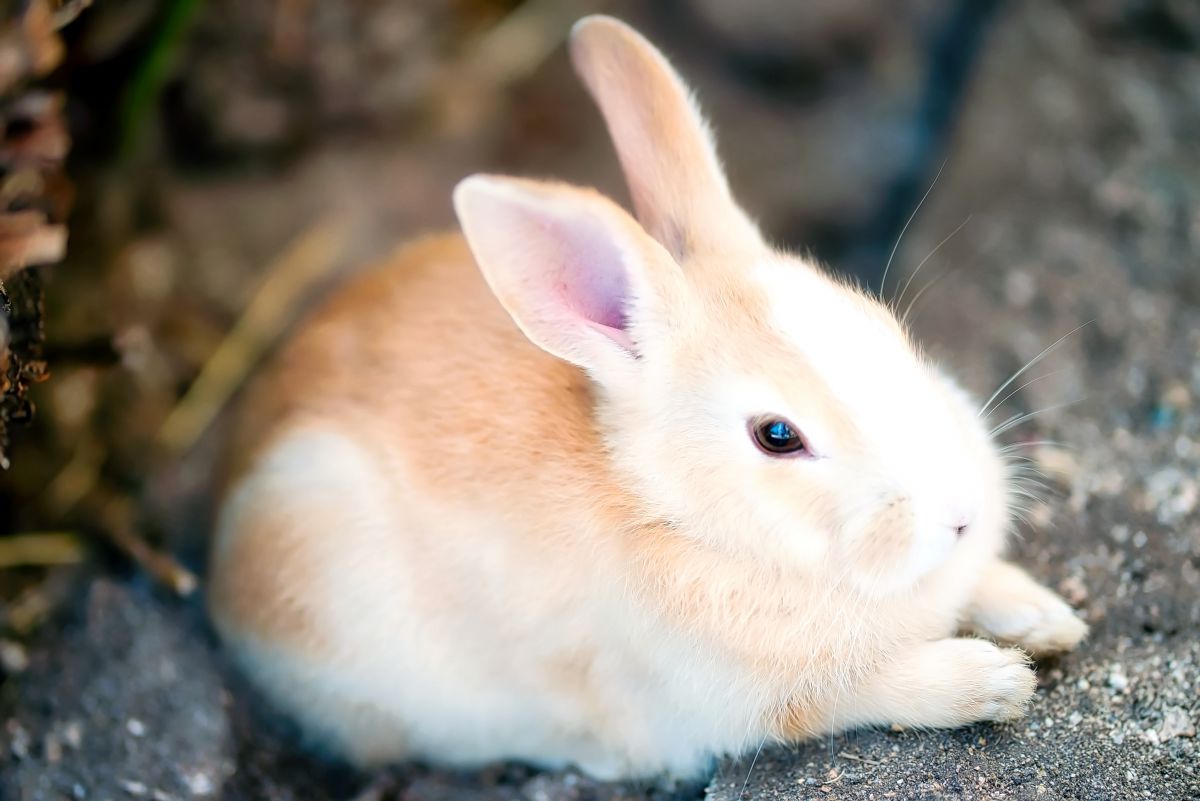 大久野島 うさぎ島のうさぎさん 動物 小動物 Ganref