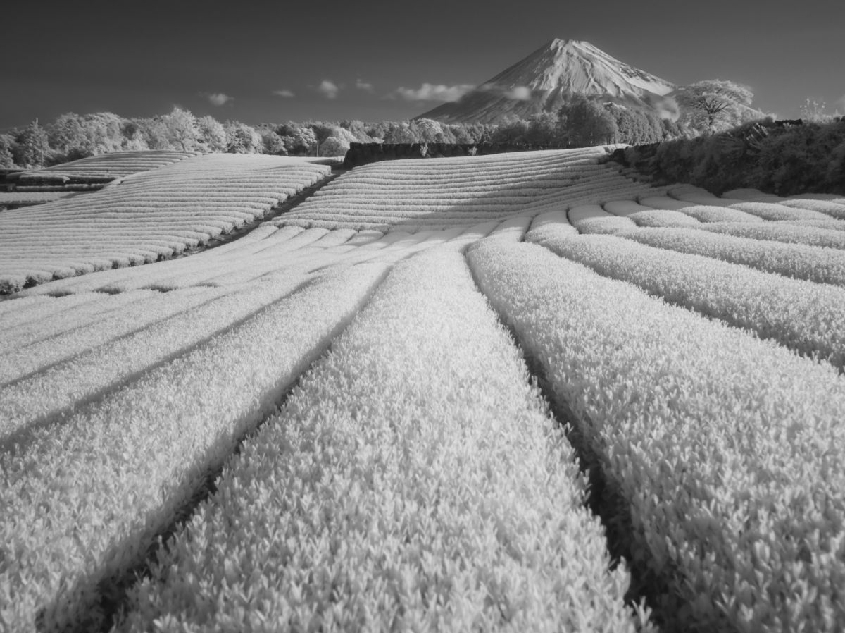 FA645 45mmF2.8で撮影された写真 | 写真検索 | GANREF