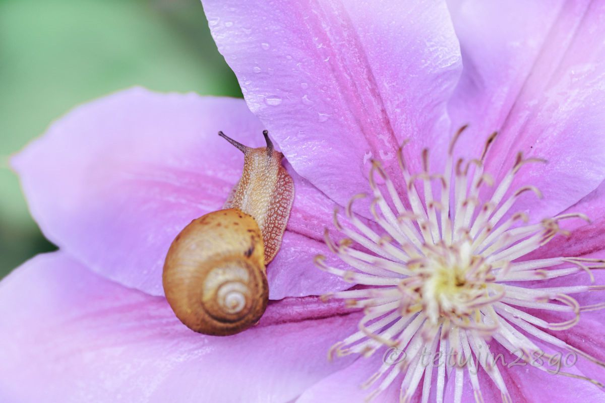 105mm F2.8 DG DN MACRO｜Artで撮影された写真 | 写真検索 | GANREF