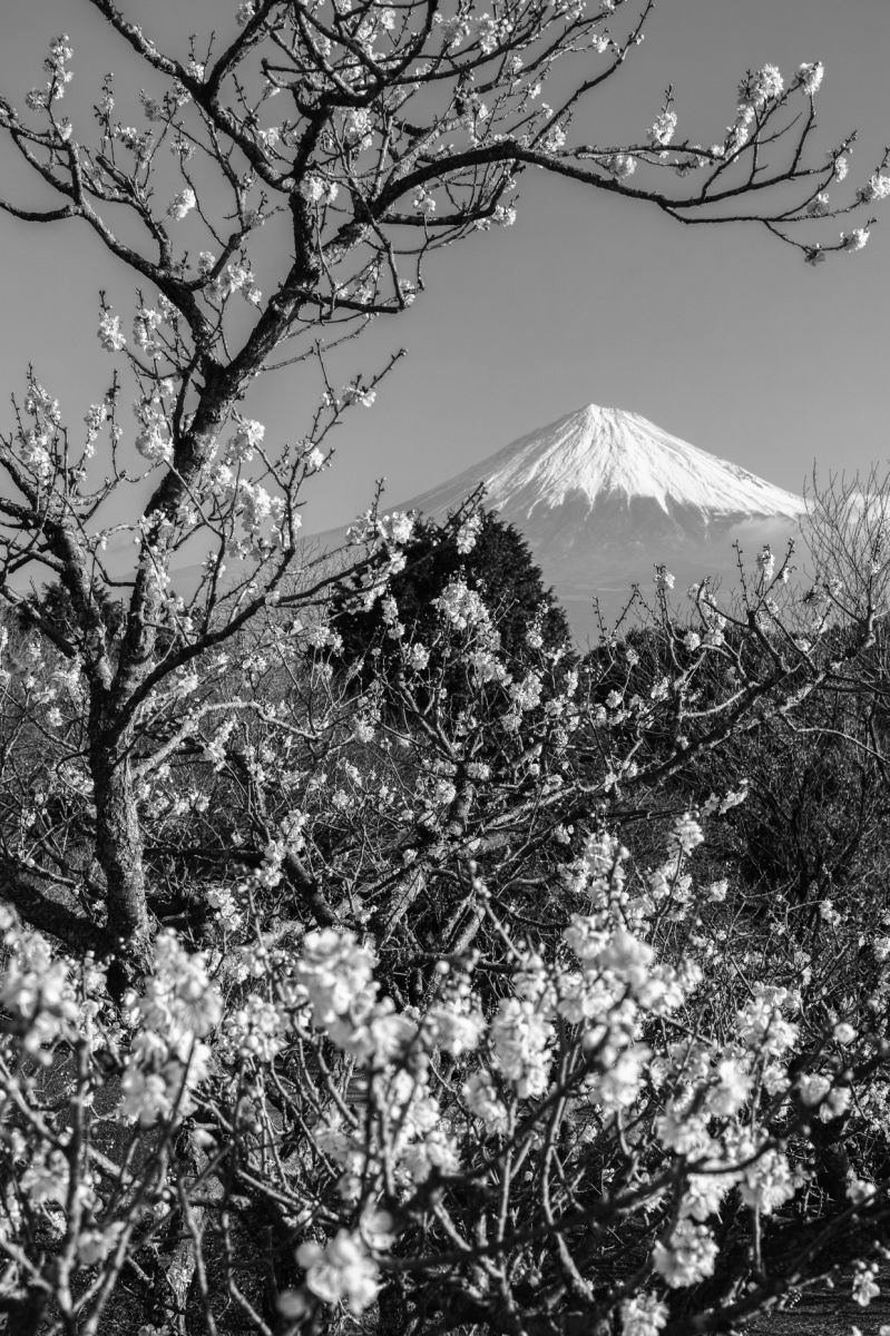 富士山モノクロ | GANREF