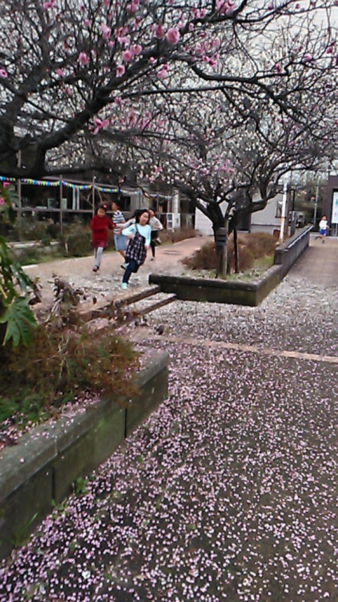 2020 梅の花の散る頃 | GANREF