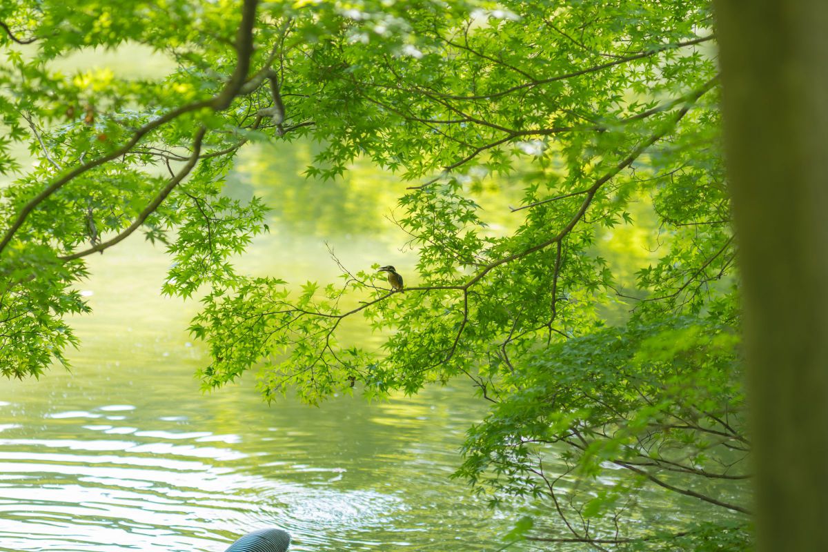 【美品】ライカ LEICA ELMARIT 135mm F2.8作例あり ELMARIT 135mm F2.8 + GXR Mount A12 : hamashun org