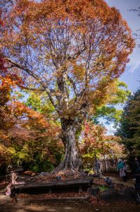 大木の紅葉 | GANREF