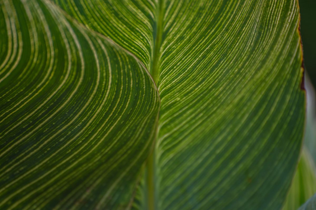 Wave in the leaf | GANREF