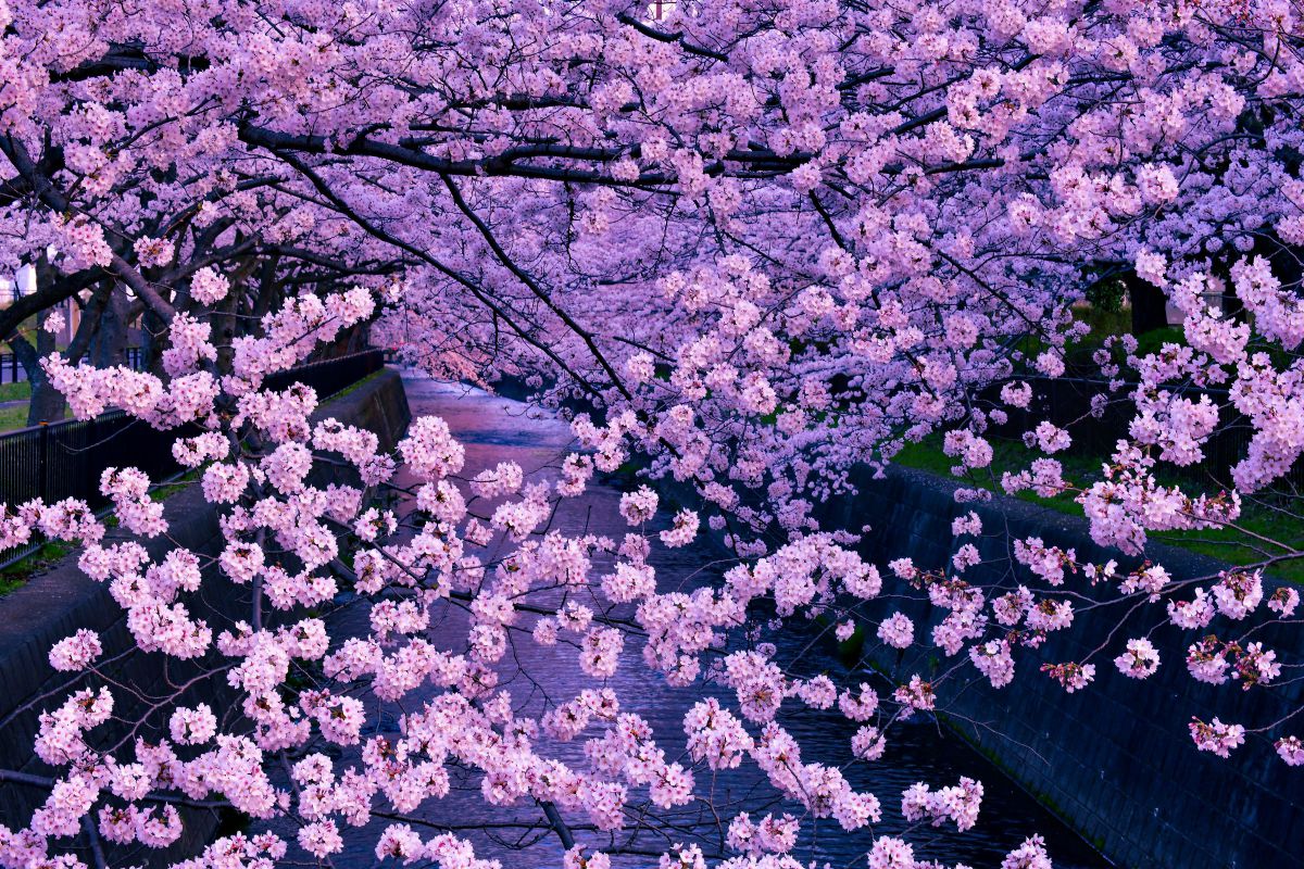 AF-S NIKKOR 80-400mm f/4.5-5.6G ED VRで撮影された写真 | 写真検索