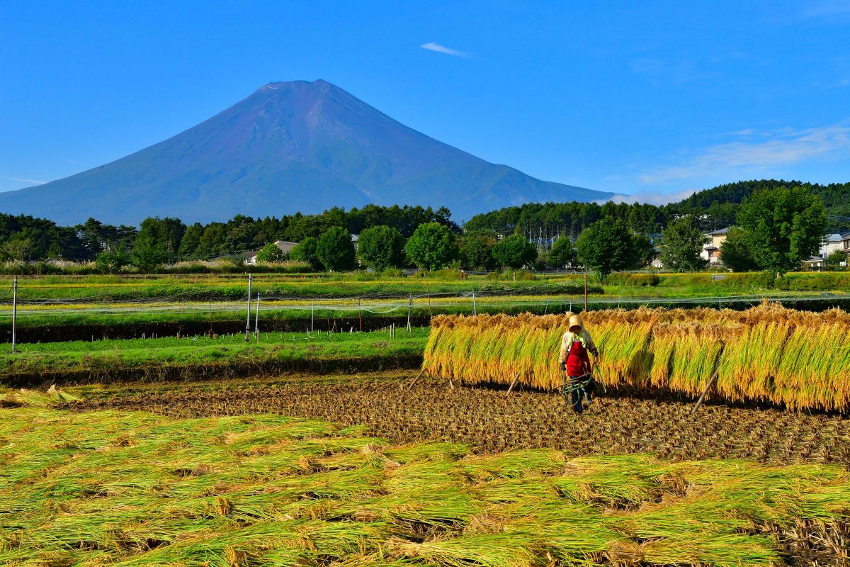 AF-S NIKKOR 24-70mm f/2.8E ED VRで撮影された写真 | 写真検索 | GANREF